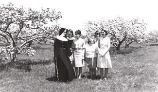 1966年苹果树